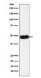 Napsin A Aspartic Peptidase antibody, M05685-2, Boster Biological Technology, Western Blot image 