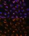Mitogen-Activated Protein Kinase Kinase 2 antibody, GTX35223, GeneTex, Immunocytochemistry image 