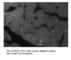 Msh Homeobox 1 antibody, MSX1-101AP, FabGennix, Immunohistochemistry frozen image 