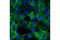 FAS antibody, 8023S, Cell Signaling Technology, Immunofluorescence image 