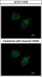 Diacylglycerol Kinase Gamma antibody, GTX111375, GeneTex, Immunocytochemistry image 