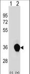 RING finger protein unkempt-like antibody, LS-C157329, Lifespan Biosciences, Western Blot image 