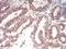 Colony Stimulating Factor 3 antibody, NBP2-52447, Novus Biologicals, Immunohistochemistry frozen image 