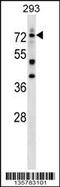 DEAF1 Transcription Factor antibody, 58-459, ProSci, Western Blot image 