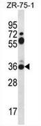 STX2A antibody, AP54090PU-N, Origene, Western Blot image 