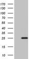 Brain Expressed X-Linked 2 antibody, LS-C792683, Lifespan Biosciences, Western Blot image 