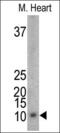 FXYD Domain Containing Ion Transport Regulator 1 antibody, PA5-12720, Invitrogen Antibodies, Western Blot image 