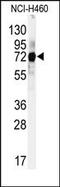 Cullin 5 antibody, AP14229PU-N, Origene, Western Blot image 