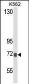 Lactotransferrin antibody, MA5-18107, Invitrogen Antibodies, Western Blot image 