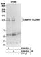 Codanin-1 antibody, A304-952A, Bethyl Labs, Immunoprecipitation image 