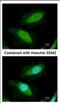 DEAD-Box Helicase 19B antibody, NBP2-16127, Novus Biologicals, Immunocytochemistry image 