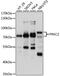 Protein Kinase C Zeta antibody, MBS9127477, MyBioSource, Western Blot image 