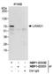 Leucine Rich Repeats And WD Repeat Domain Containing 1 antibody, NBP1-03330, Novus Biologicals, Immunoprecipitation image 