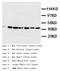 Actin Gamma 2, Smooth Muscle antibody, AP23240PU-N, Origene, Western Blot image 
