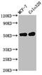 DNA Methyltransferase 1 Associated Protein 1 antibody, CSB-PA873611LA01HU, Cusabio, Western Blot image 