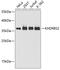 KH RNA Binding Domain Containing, Signal Transduction Associated 2 antibody, GTX55686, GeneTex, Western Blot image 