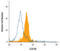 C-Type Lectin Domain Family 4 Member D antibody, AF2806, R&D Systems, Western Blot image 