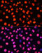 Cytochrome C Oxidase Subunit 6A1 antibody, 19-164, ProSci, Immunofluorescence image 
