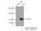 Cysteine Dioxygenase Type 1 antibody, 12589-1-AP, Proteintech Group, Immunoprecipitation image 