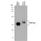 Thy-1 Cell Surface Antigen antibody, MAB7335, R&D Systems, Western Blot image 