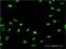 Tyrosine-protein phosphatase non-receptor type 22 antibody, H00026191-M02, Novus Biologicals, Immunofluorescence image 