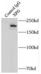 ERCC Excision Repair 5, Endonuclease antibody, FNab09547, FineTest, Immunoprecipitation image 