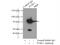 Nectin Cell Adhesion Molecule 3 antibody, 11213-1-AP, Proteintech Group, Immunoprecipitation image 