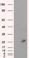 Prolactin antibody, LS-C114805, Lifespan Biosciences, Western Blot image 