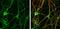 G Protein Subunit Alpha O1 antibody, NBP2-16703, Novus Biologicals, Immunofluorescence image 