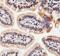 Acetylcholinesterase antibody, MBS129908, MyBioSource, Immunohistochemistry frozen image 