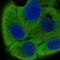 Interferon Regulatory Factor 6 antibody, NBP2-55961, Novus Biologicals, Immunofluorescence image 