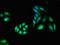 Granzyme K antibody, LS-C678159, Lifespan Biosciences, Immunofluorescence image 