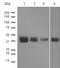 Cathepsin B antibody, ab125067, Abcam, Western Blot image 