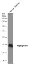 Haptoglobin antibody, GTX112962, GeneTex, Western Blot image 