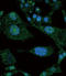 Notch Receptor 3 antibody, LS-C100466, Lifespan Biosciences, Immunofluorescence image 