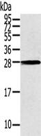 THAP Domain Containing 3 antibody, CSB-PA802027, Cusabio, Western Blot image 