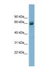 Schlafen Family Member 12 antibody, NBP1-70706, Novus Biologicals, Western Blot image 