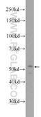 Interferon Induced Protein With Tetratricopeptide Repeats 2 antibody, 12604-1-AP, Proteintech Group, Western Blot image 