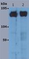 SOS Ras/Rac Guanine Nucleotide Exchange Factor 1 antibody, NB110-68800, Novus Biologicals, Western Blot image 