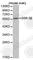 Glycogen Synthase Kinase 3 Beta antibody, A0479, ABclonal Technology, Western Blot image 