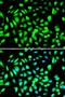 Protein Arginine Methyltransferase 5 antibody, orb136719, Biorbyt, Immunofluorescence image 