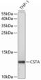 Cystatin A antibody, A03914, Boster Biological Technology, Western Blot image 