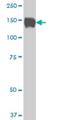 SP110 Nuclear Body Protein antibody, H00003431-M02, Novus Biologicals, Western Blot image 