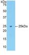 Fibronectin 1 antibody, LS-C293922, Lifespan Biosciences, Western Blot image 
