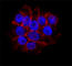 Alkaline Phosphatase, Biomineralization Associated antibody, 358810, BioLegend, Immunofluorescence image 