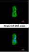 Proteasome 26S Subunit, ATPase 3 antibody, NBP1-32749, Novus Biologicals, Immunocytochemistry image 