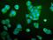 Aldolase, Fructose-Bisphosphate A antibody, M05022-2, Boster Biological Technology, Immunofluorescence image 