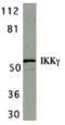 Inhibitor Of Nuclear Factor Kappa B Kinase Regulatory Subunit Gamma antibody, 2335, QED Bioscience, Western Blot image 