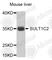 Sulfotransferase 1C2 antibody, A8154, ABclonal Technology, Western Blot image 