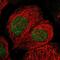 Actin Like 7A antibody, NBP1-86014, Novus Biologicals, Immunofluorescence image 